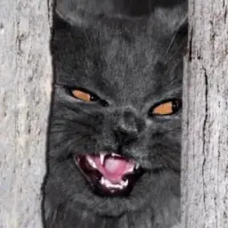 Вика