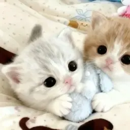 ⠐ᯓ♡꒰⃪ۣ𓈒۪‌Дɣня⍵ᧉчка ִֺ۪‌ׄ ꕮㅤ ֺ︩ഒִ