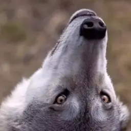Персивальня 🐺🐺🐺