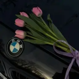 𝐒𝐚𝐧𝐨𝐛𝐚𝐫
