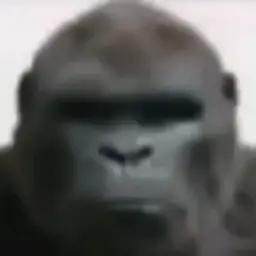 zzimk