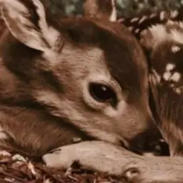 🦌₊ ⊹⟡𝓜𝔂𝓼𝓽𝓲𝓕𝓪𝔀𝓷⟡⊹ ₊🪄