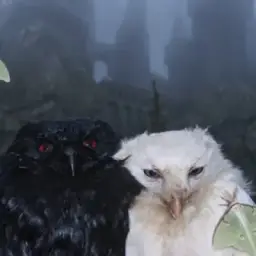 HT