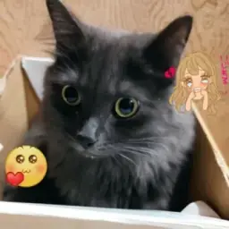 rvn
