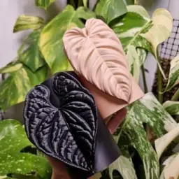 SPlants 3D 🌿