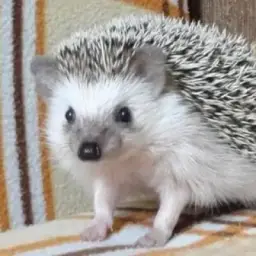 Yapsi