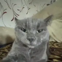 Никита