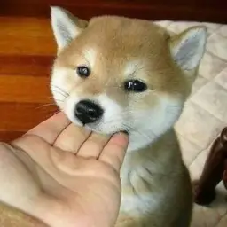 Сомникс