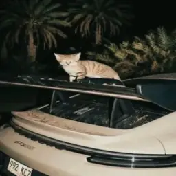 𝐄𝐋𝐁𝐑𝐔𝐒 𝐏𝐮𝐛𝐠𝐌