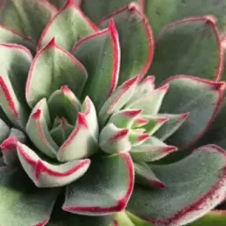 Blooming garden